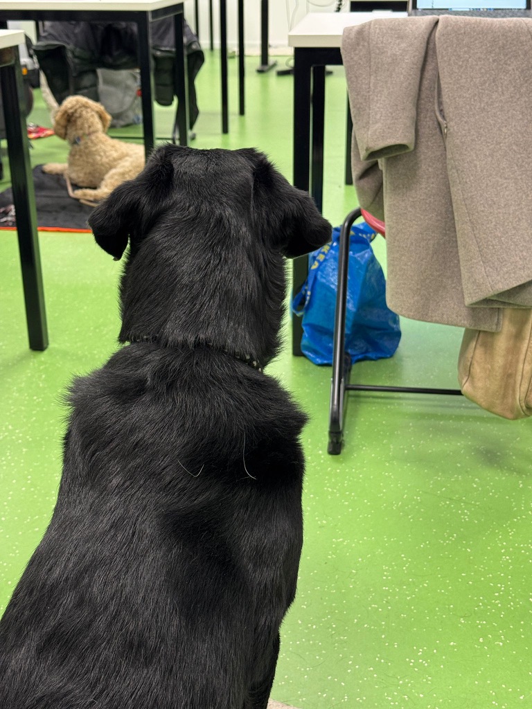 Foto von Schulhunde-Ausbildung